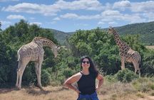 Full-Day Schotia Game Reserve & Giraffe Walk (Open 4x4 Vehicle)