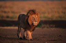 Safari Walk Tour with Animal Orphanage in Nairobi
