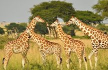 Safari Walk Tour with Animal Orphanage in Nairobi