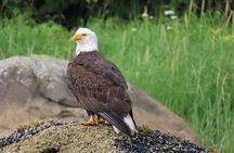 Sitka Whale Watch and Sea Otter Quest 