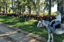 Horseback Riding Experience in Carlos Keen with Transfers