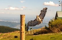 Grouse Mountain & Capilano Bridge Tour with Fish Hatchery