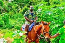 Private Group Beach Horseback Riding in St Ann’s Bay