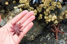 Private Ketchikan Wildlife and Sightseeing Tour 