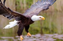 Alaska Wildlife Safari and Sightseeing Tour