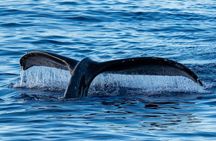 Oahu Whale Watch Tour & Waikiki Sunset Boat Tour