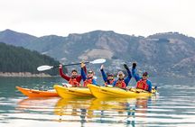 Sea Kayaking Christchurch, Lyttelton Harbour & Quail Island