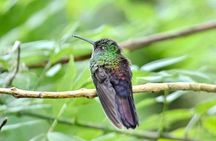 Rio Celeste Waterfall Hiking - Llanos Del Cortes waterfall & sloth observatory 