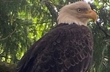 Guided Tour of Ketchikan’s Top Attractions 