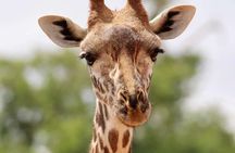 2 Days Tsavo East National Park Tour From Mombasa/Diani (1 Night)