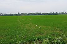 Midday Cruise with Village Life