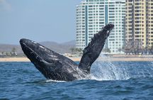 Munba Ballena Tour by Power Boat