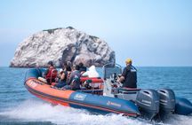 Munba Ballena Tour by Power Boat