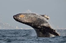 Munba Ballena Tour by Power Boat