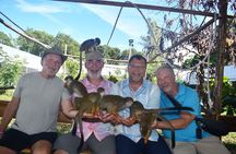 Monkey Tour Interaction and Damajagua waterfalls in Puerto Plata.
