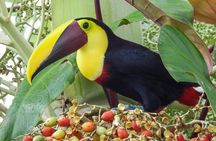 Private Rainforest Day Tour: Sloths, Waterfall, Bridges & Coffee 