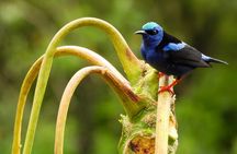 Private Rainforest Day Tour: Sloths, Waterfall, Bridges & Coffee 