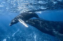 Swim in Moorea with Humpback Whales and More