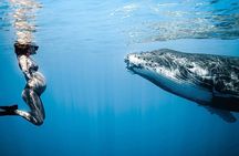 Swim in Moorea with Humpback Whales and More