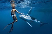 Swim in Moorea with Humpback Whales and More