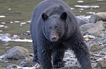 Ketchikan Alaska private tour