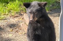 Ketchikan Alaska private tour