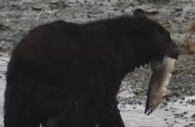 Ketchikan Alaska private tour