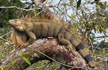 Kayak Tour in Tortuguero Canals with Tourist Guide