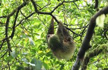 Arenal’s Best Sloth Tour: A Unique Wildlife Experience