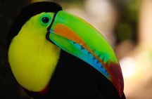 Arenal’s Best Sloth Tour: A Unique Wildlife Experience