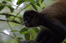 Arenal’s Best Sloth Tour: A Unique Wildlife Experience