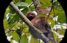 Arenal’s Best Sloth Tour: A Unique Wildlife Experience