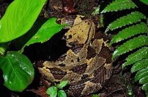 Night Walk Around Arenal Volcano