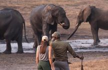 Safari Game Drive Zambezi National Park