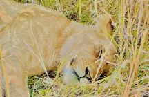 Safari Game Drive Zambezi National Park