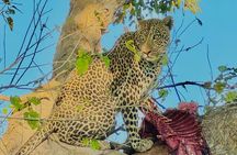 Safari Game Drive Zambezi National Park