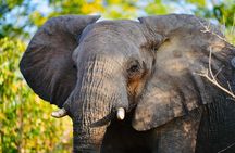 Safari Game Drive Zambezi National Park