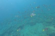 CoralDreams Tamarind-Snorkel Sailing Catamaran Sunset Experience