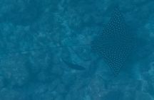 CoralDreams Tamarind-Snorkel Sailing Catamaran Sunset Experience