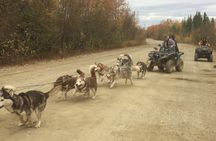 Free Pick up - Fall Alaskan Husky Dog Sledding Cart/ATV Ride