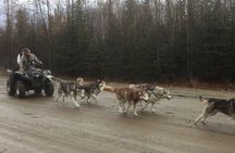 Free Pick up - Fall Alaskan Husky Dog Sledding Cart/ATV Ride