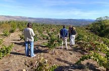 Madrid Winery Tour with Tasting & Sommelier Guide
