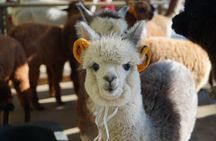 Alpaca, Nami, Eobi with Rail Bike or Strawberry