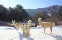 Alpaca, Nami, Eobi with Rail Bike or Strawberry