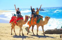 Camel Ride Tour in Los Cabos