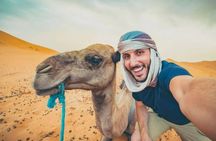 Doha Desert Safari Horse Riding, Camel Ride, ATVs & Inland Sea