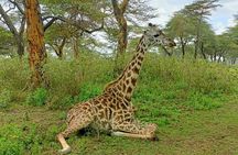 3 Days 2 Nights Masai Mara Joining Group