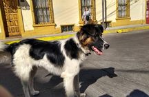 Full-Day Valparaíso Private Tour with Vehicle