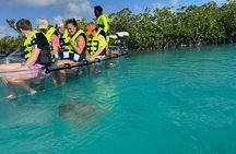 Electric Powered Clear Boat Mangrove Eco Tour
