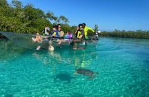 Electric Powered Clear Boat Mangrove Eco Tour